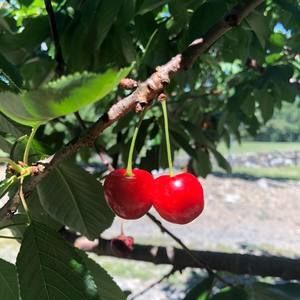 Meet your Posher, Mison